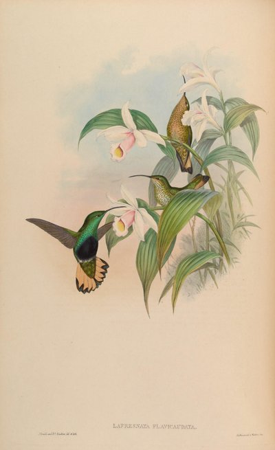 Lafresnaya flavicaudata - John Gould